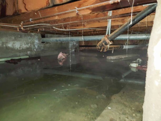 Best Professional water damage repair  in Bostonia, CA