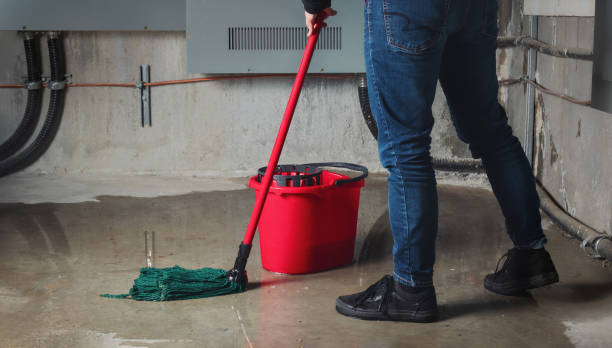 Best Mold removal after water damage  in Bostonia, CA